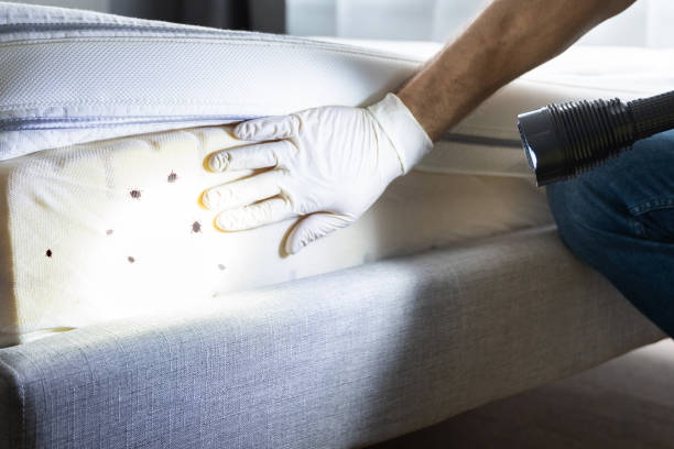 Best Flea Control Services  in Paradise, CA