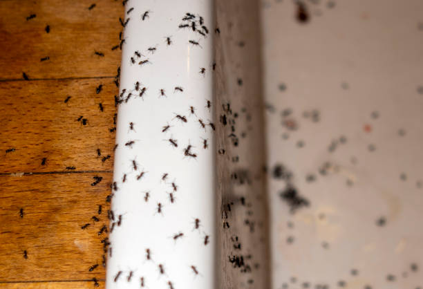 Wasp Removal Services in Paradise, CA