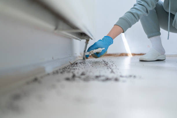 Insect Control in Paradise, CA